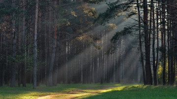 Картинка природа лес проф фото утро под минском володя демидчик