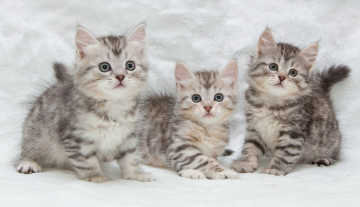 Картинка животные коты котята малыши трио
