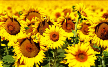 обоя цветы, подсолнухи, цветущие, желтые, крупным, планом