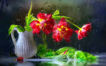 Картинка цветы тюльпаны капли