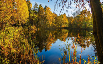 Картинка природа реки озера лес озеро цветы деревья