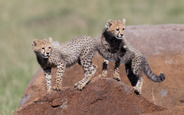 Картинка животные гепарды камни двое