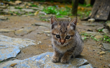 Картинка животные коты котенок растение