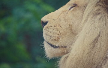 Картинка животные львы морда анфас