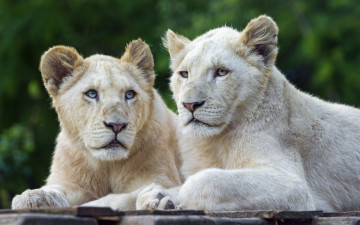 Картинка животные львы морда двое белый цвет