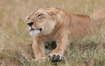 Картинка животные львы отдых растения