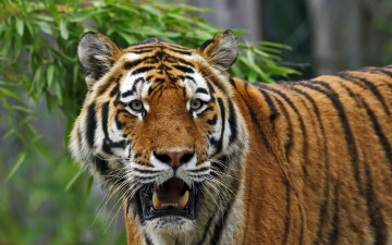 Картинка животные тигры растение