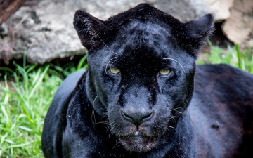 Картинка животные Ягуары морда взгляд профиль
