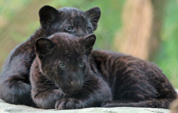 Картинка животные Ягуары природа ягуары малыши черные