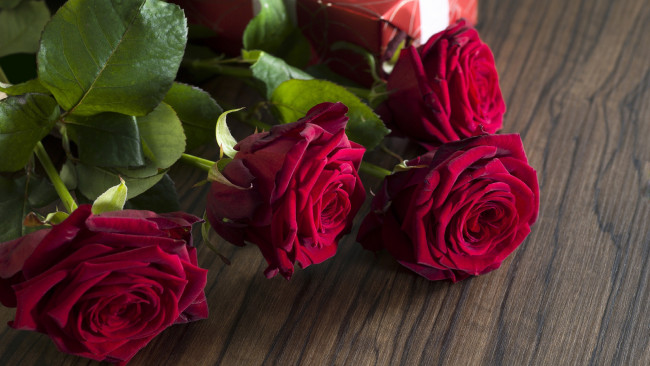 Обои картинки фото цветы, розы, бордо