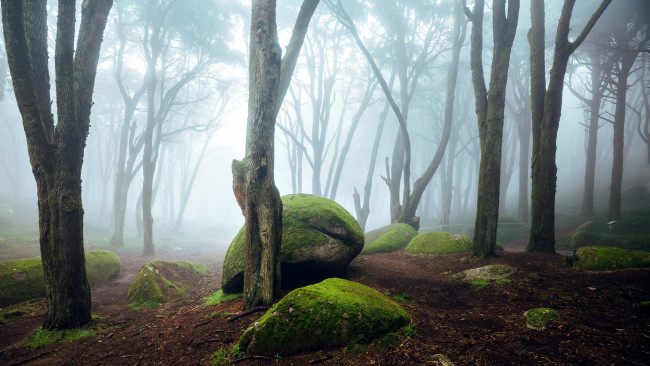 Обои картинки фото природа, лес, туман, стволы, деревья, валуны