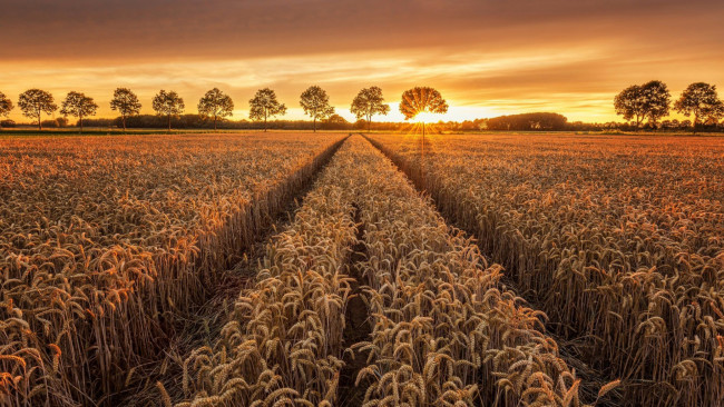 Обои картинки фото природа, поля, закат, пшеница
