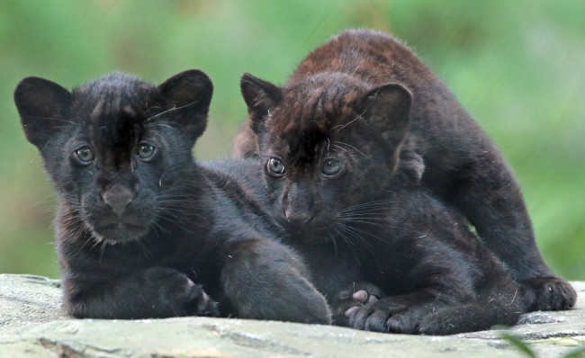 Обои картинки фото животные, Ягуары, черные, малыши, ягуары, природа
