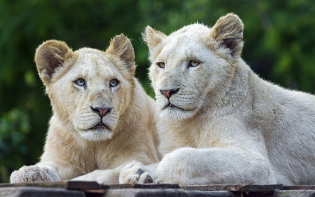 Обои картинки фото животные, львы, морда, двое, белый, цвет