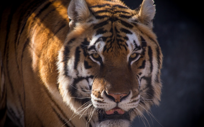 Обои картинки фото животные, тигры, морда
