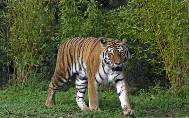 Обои картинки фото животные, тигры, растения