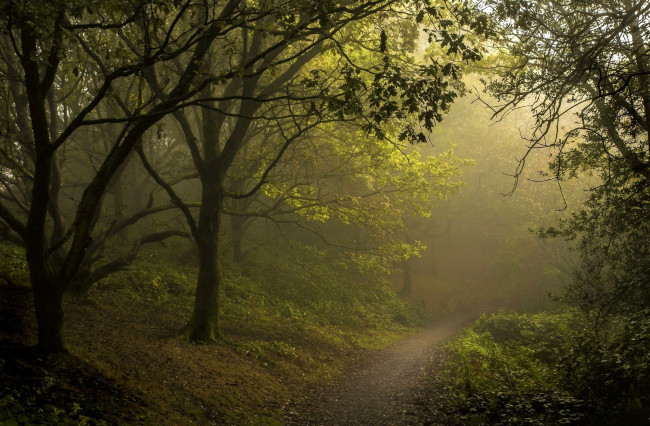 Обои картинки фото природа, лес, туман, деревья, тропинка