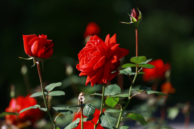 Обои картинки фото цветы, розы, лето, красота, красные