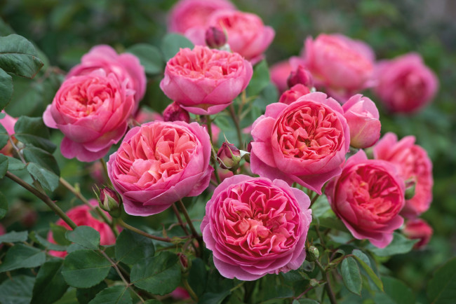 Обои картинки фото цветы, розы, розовый, куст, остинки