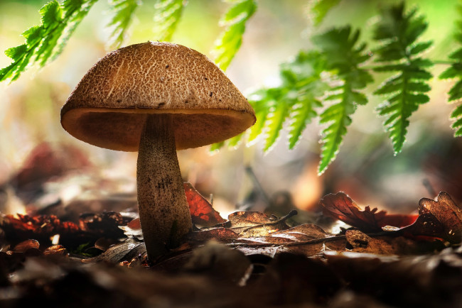 Обои картинки фото природа, грибы, листья, гриб, осень