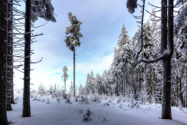 Обои картинки фото природа, зима, снег, простор