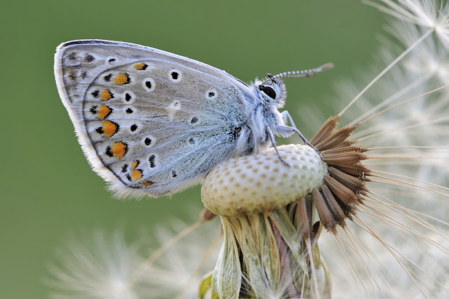 Обои картинки фото животные, бабочки,  мотыльки,  моли, colors, brightness, butterfly, яркость, расцветка, бабочка