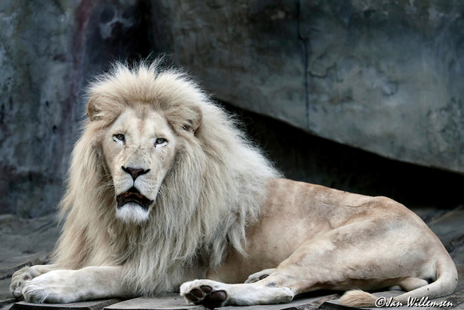 Обои картинки фото животные, львы, животное, король, самец, лев, природа