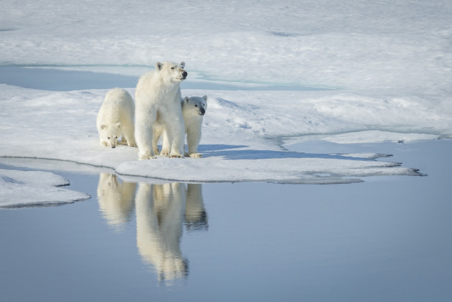 Обои картинки фото животные, медведи, водоем, полярный, снег