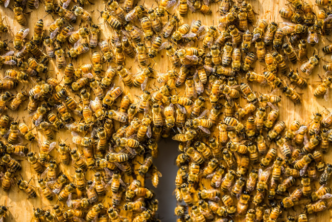 Обои картинки фото животные, пчелы,  осы,  шмели, фон, улей, пчёлы