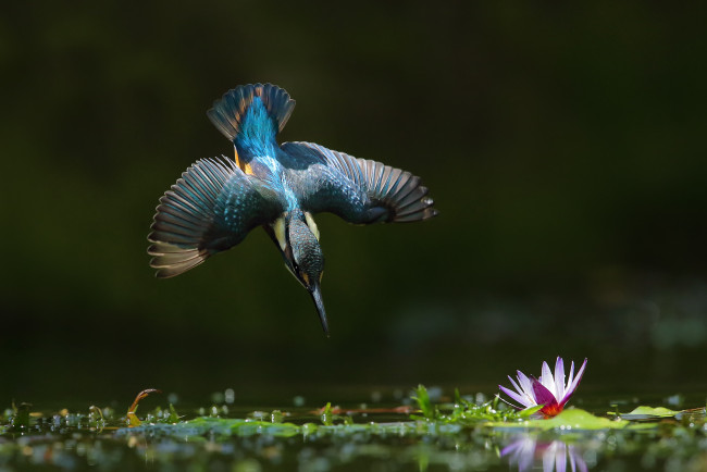 Обои картинки фото животные, зимородки, птица, зимородок, вода, цветок, полет