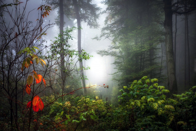 Обои картинки фото природа, лес, кусты, деревья, туман, осень