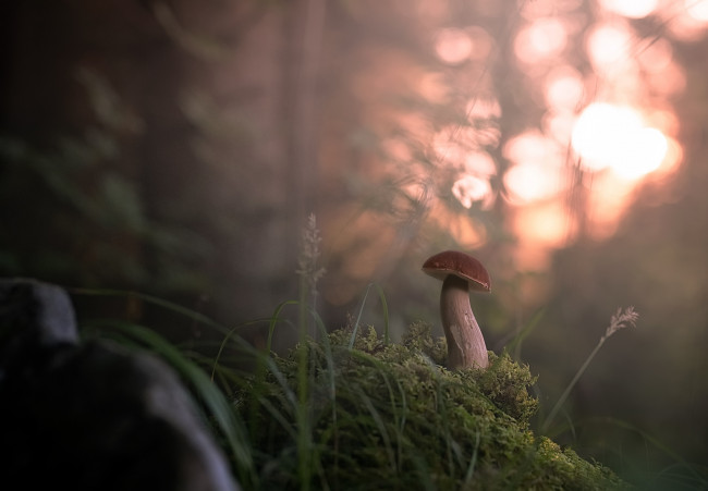 Обои картинки фото природа, грибы, лес, боровик