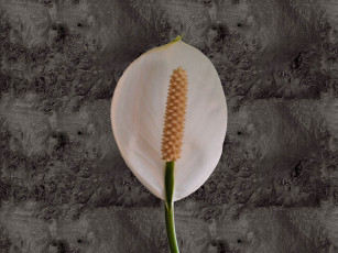 Картинка цветы спатифиллум