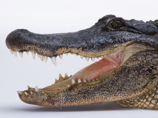 Картинка животные крокодилы