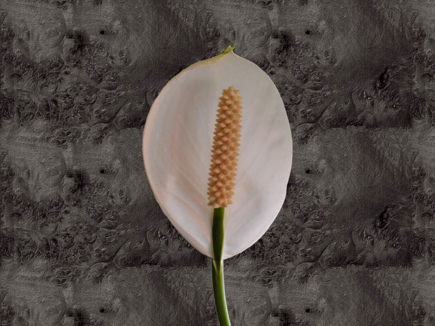 Обои картинки фото цветы, спатифиллум
