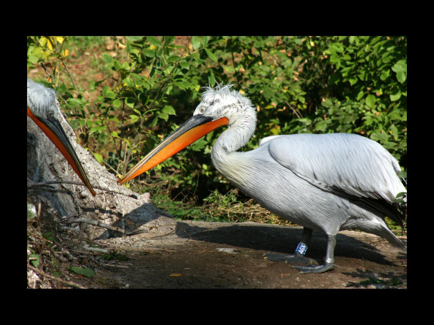 Обои картинки фото животные, пеликаны