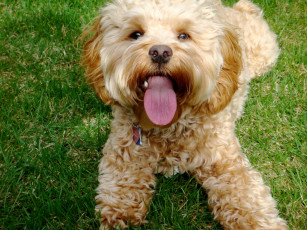 Картинка животные собаки нос язык dog