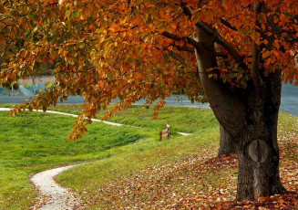 Картинка природа деревья листья тропинка осень
