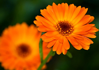 обоя цветы, календула, оранжевый