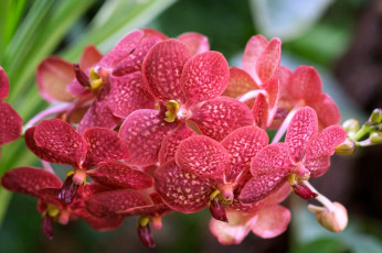 Картинка цветы орхидеи красный ветка