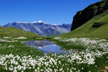Картинка природа пейзажи луг цветы горы