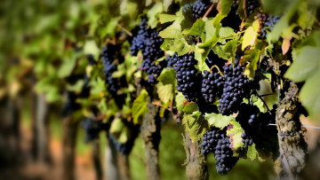 Картинка природа Ягоды виноград виноградник