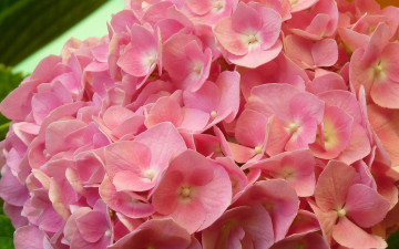 Картинка цветы гортензия лепестки