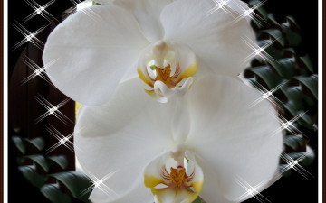 Картинка цветы орхидеи блики белые