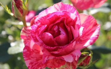 Картинка цветы розы разноцветный солнечные блики