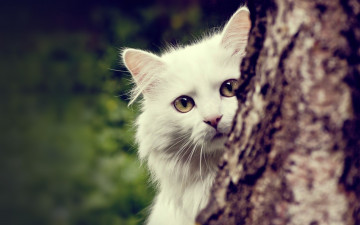 Картинка животные коты дерево