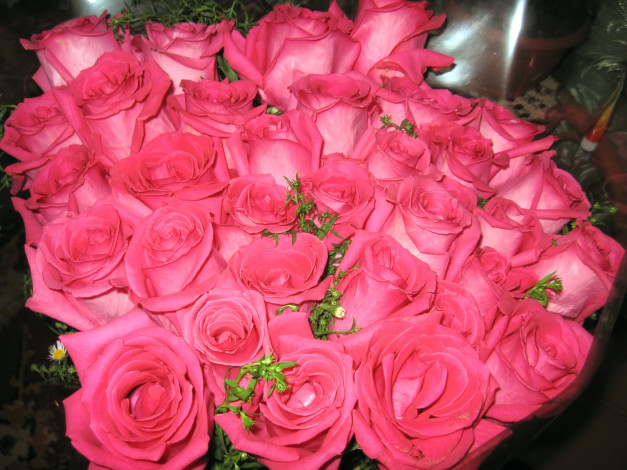 Обои картинки фото цветы, розы, много, розовые