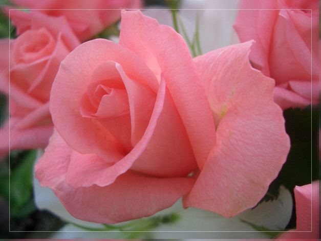 Обои картинки фото цветы, розы, нежный, розовый