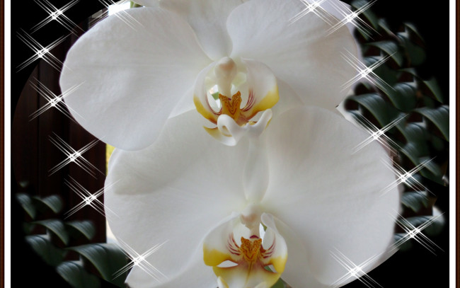 Обои картинки фото цветы, орхидеи, блики, белые