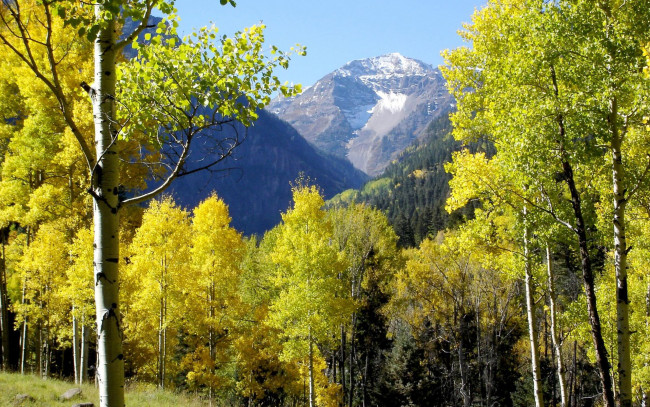 Обои картинки фото природа, деревья, осень, лес, горы, берёзы